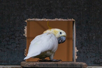 yellow crested cockatoo - Cacatua sulphurea - sulphur crested cockatoo