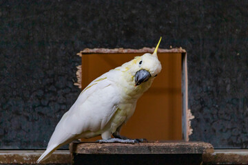 yellow crested cockatoo - Cacatua sulphurea - sulphur crested cockatoo
