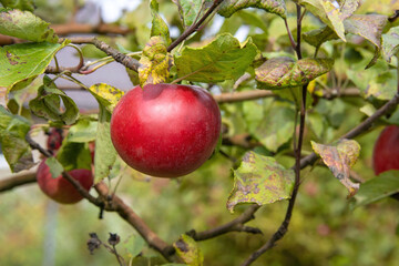 Juicy ripe sweet red apple growing on a branch in a sunny orchard