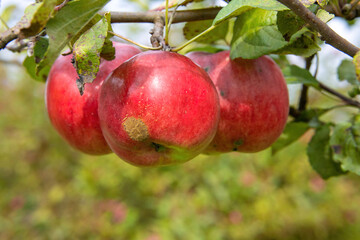 Juicy ripe sweet red apples growing on a branch in a sunny orchard