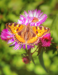 butterfly on an autumn flower