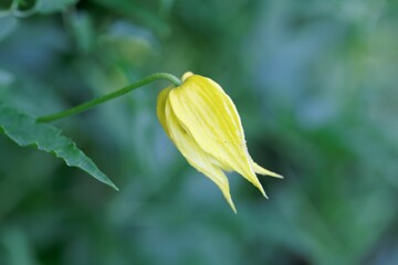 Chinese clematis, Clematis orientalis