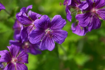 Flower of a purple cranesbill, Geranium x magnificum
