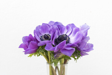 Cropped closeup of purple anemone flowers in glass vase against white background