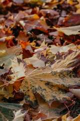 autumn leaves background