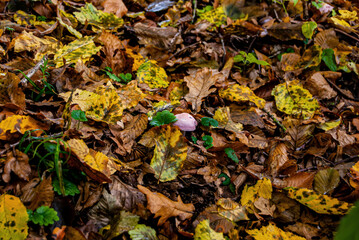 Ein Pilz im Herbstlaub am Waldboden