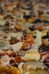 fallen autumn leaves