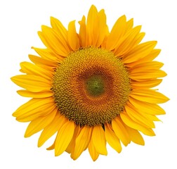 sunflower isolated vector