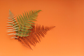 Naklejka premium Autumn, dry, brown fern leaves. Top view. unity with nature
