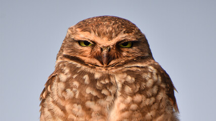 Close-up of a Burrowing Owl (Athene cunicularia) looking directly into the camera.