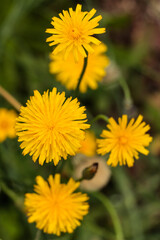 Flower known as Dandelion (Taraxacum officinale) is an herbaceous perennial plant of the Asteraceae family. Highlight for the yellow color of its petals, in the background the green of the ground.
