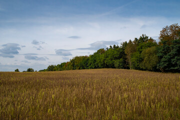 landscape in the field
