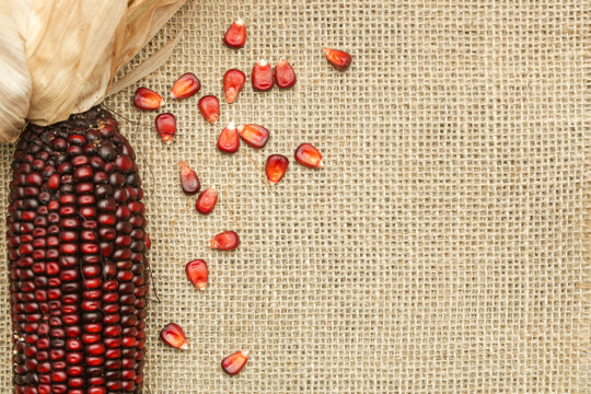 Decorative Indian red corn on burlap fabric background. 