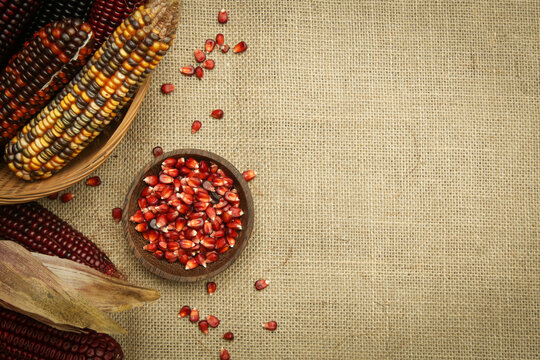 Decorative Indian corn on yuta fabric background. Multi Colored flint corn.