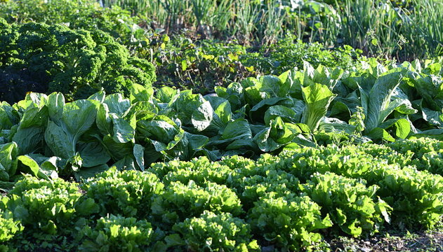 jardin potager