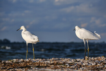 Wei&szlig;e Reiher am Strand in Florida