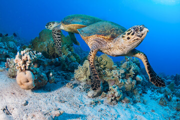 Sea Turtles swimming in a beautiful and healthy tropical coral reef.
