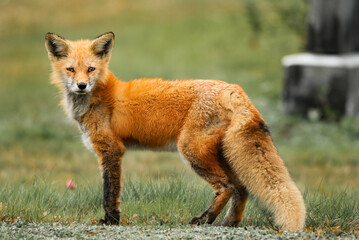 red fox in the wild