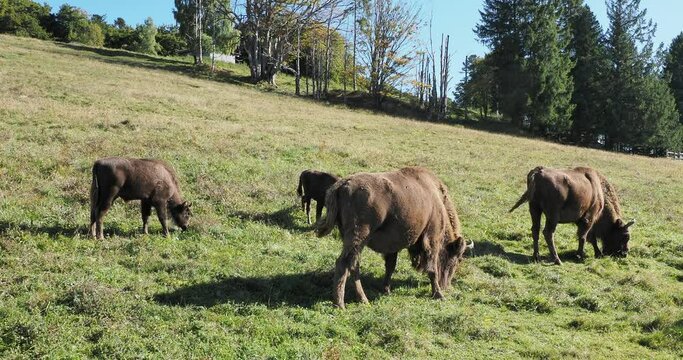 (Bison bonasus) Small herd of European bisons, male, female and calves, roaming and browsing grass in a meadow of Black-Forest in Germany
