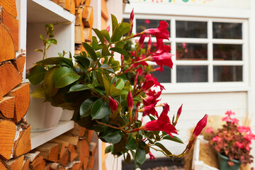 Blooming Mandevilla sanderi Red Riding Hood with red flowers. Brazilian jasmine is a decorative...