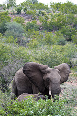 Elephant and some bushes in the savanna. Safari in Kruger National Park, South Africa.