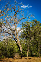 Dead Tree and Green Tree