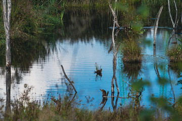 reflection in the water
