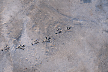 cement sidewalk with bird's footprints, pigeon 's footprint on cement