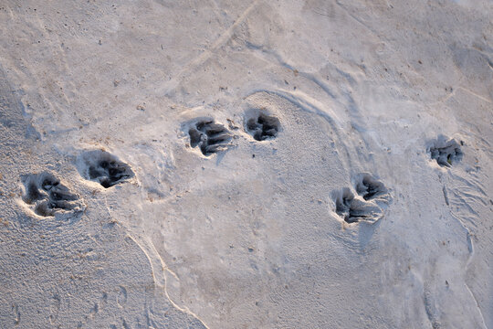 Dog foot print on concrete floor, street dog 's footprints on cement, cement sidewalk with dog 's footprints