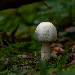 mushroom in the woods