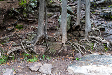 Large tree roots exposed on the ground, taken at Gooseberry Falls State Park