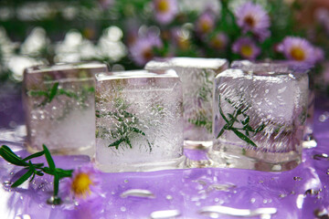 Ice cubes with aster flowers. Macro photo. Melted pieces of ice on a purple background. Drip pattern.