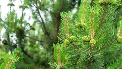 Bloomed mountain pine branches with young green cones close up. Background concept for New Year or Christmas card. Pine buds in the summer time. Green cones of Pinus mugo, close up.