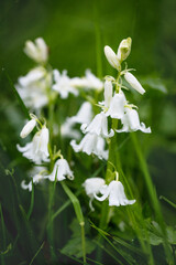Close up of white flowers with dew drops in in a forest. Soft selective focus. Spring time.