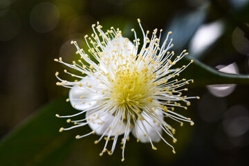 White wild flower