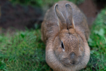 Close-up gray domestic rabbit on natural background, farm, domestic animals