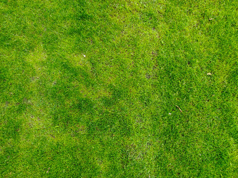 Green grass background.Green grass texture can be use as background Sports field, soccer and golf