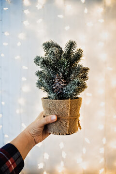Small potted christmas tree held in hand 