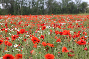 Champ de Coquelicots rouges