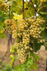 White grapes hanging from the vine