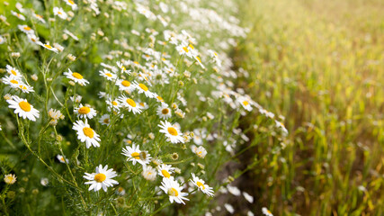 Beautiful wild daisies in the rays of the sun rays. © Tatiana Nurieva