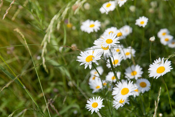 Many white daisies in top view of meadow. Chamomile flowers,