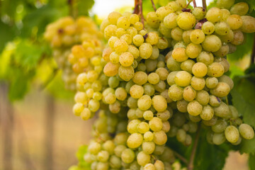 White grapes hanging from the vine
