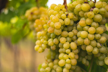 White grapes hanging from the vine