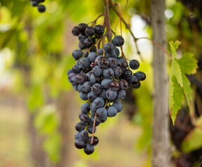 Bunch of dark grapes hanging on vines inside the vineyard