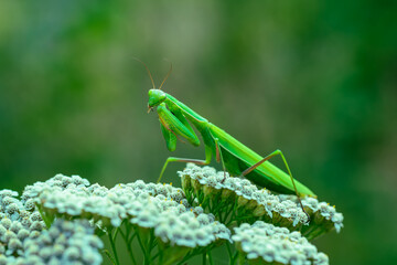 Mantis - Mantis religiosa green animal sitting on a blade of grass in a meadow.