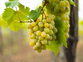 White grapes hanging from the vine
