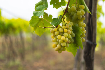 White grapes hanging from the vine