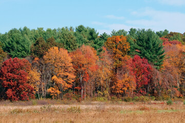 autumn landscape with trees Chelmsford MA USA