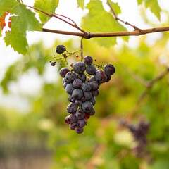 Bunch of dark grapes hanging on vines inside the vineyard